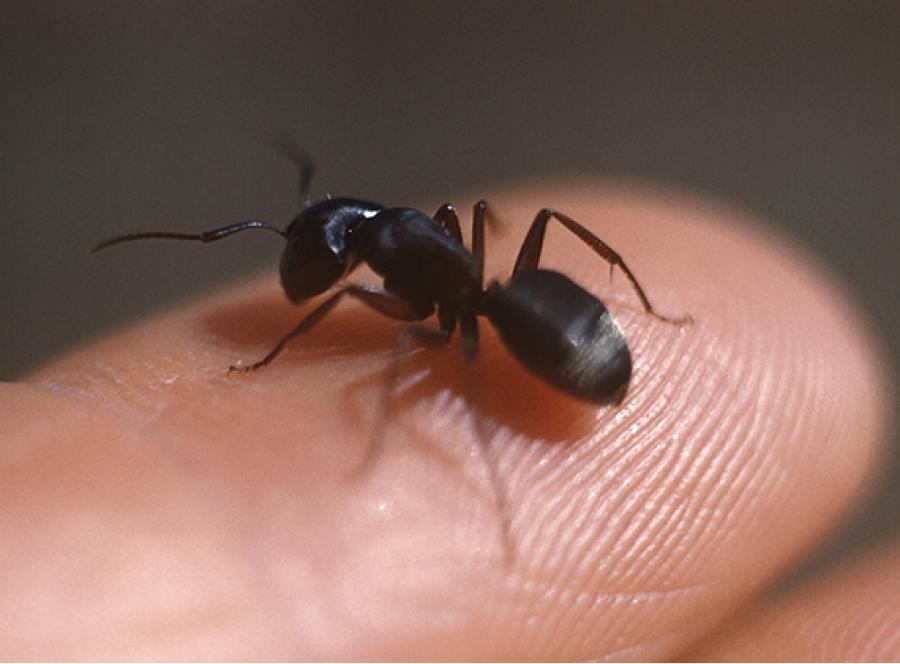 Las hormigas pueden atrer otros insectos que potencien los efectos devastadores contra las edificaciones.