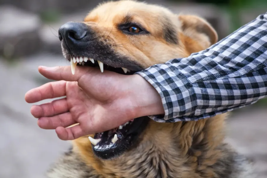 Si te muerde un perro con rabia, prestá atención a estos síntomas y consultá a un médico en lo inmediato