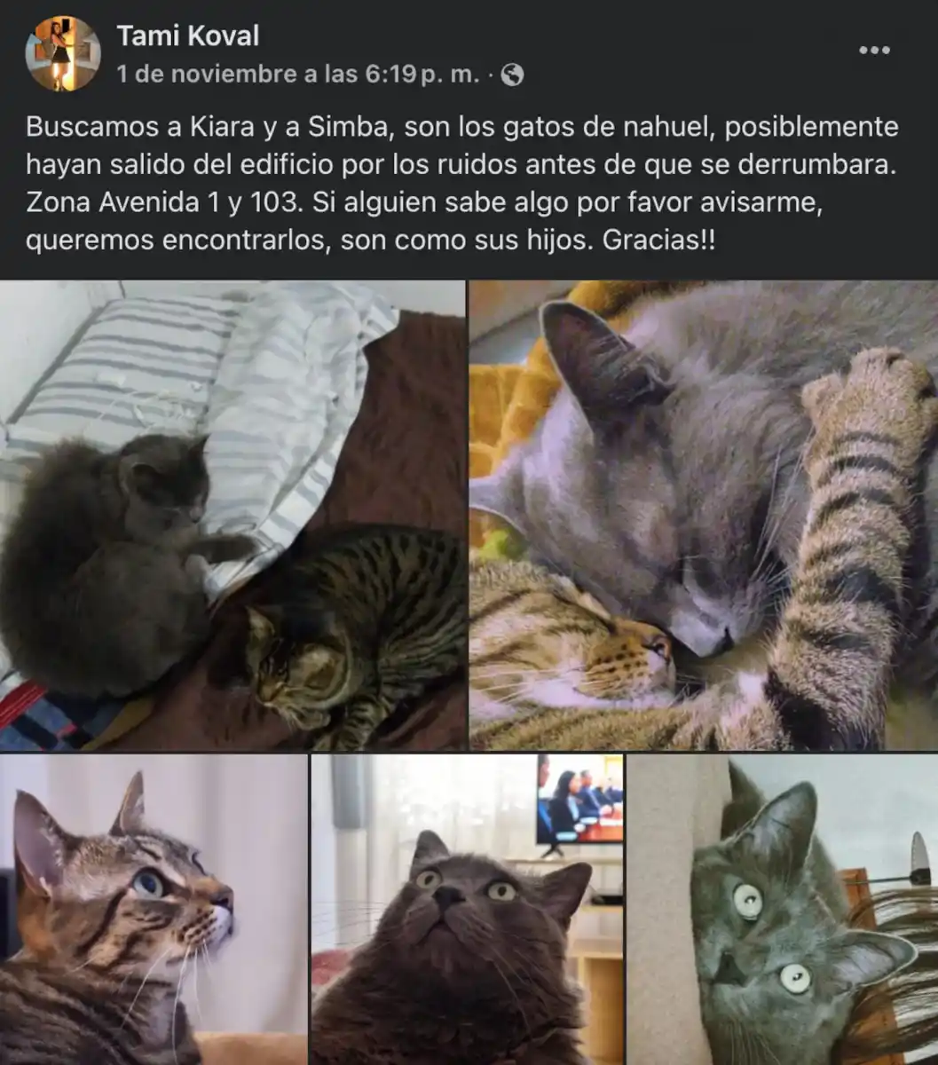 Villa Gesell: ocho días después del derrumbe, encontraron un gatito entre los escombros
