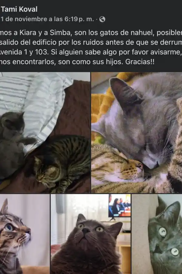 Villa Gesell: ocho días después del derrumbe, encontraron un gatito entre los escombros
