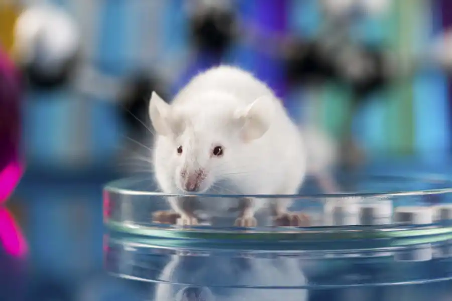 ¿DIFERENCIAS? El estudio fue hecho sobre ratones macho y hembra, pero podrían desprenderse conclusiones más generales.