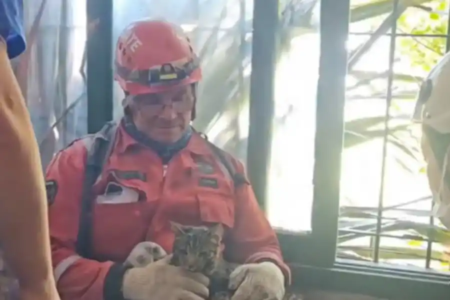 Villa Gesell: ocho días después del derrumbe, encontraron un gatito entre los escombros