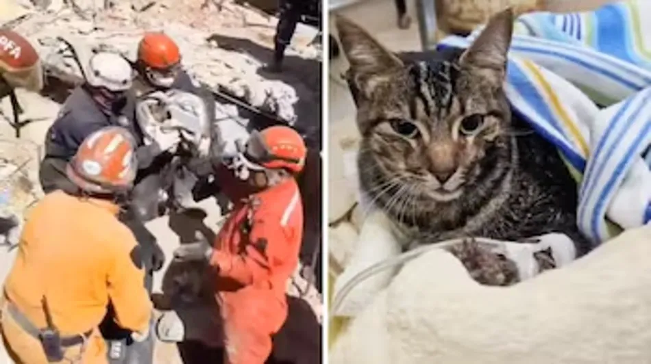 Villa Gesell: ocho días después del derrumbe, encontraron un gatito entre los escombros