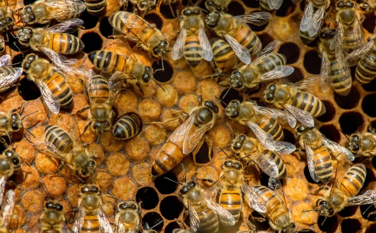 Tragedia en Rosario: un hombre murió tras ser atacado por un enjambre de abejas