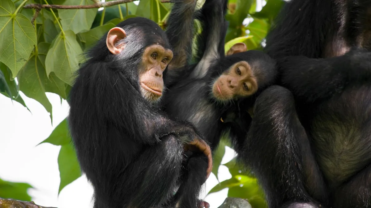 Los chimpancés son receptivos a la mirada del otro, según un último estudio. 