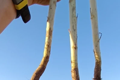 Recomendaciones para alcanzar óptimos resultados en la producción de Brassica carinata