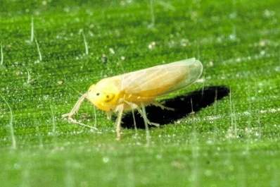 Sector maicero: detectan la presencia de dalbulus maidis en condados de Nueva York