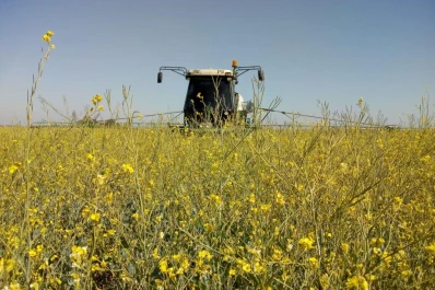 Los desafíos para la producción de carinata en la Argentina