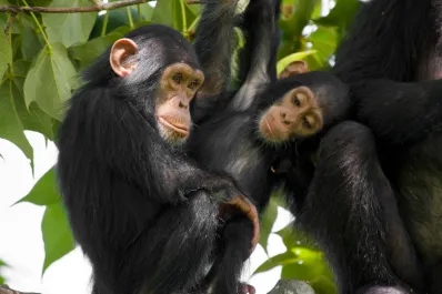 Al igual que los humanos, los chimpancés se portan mejor cuando son observados