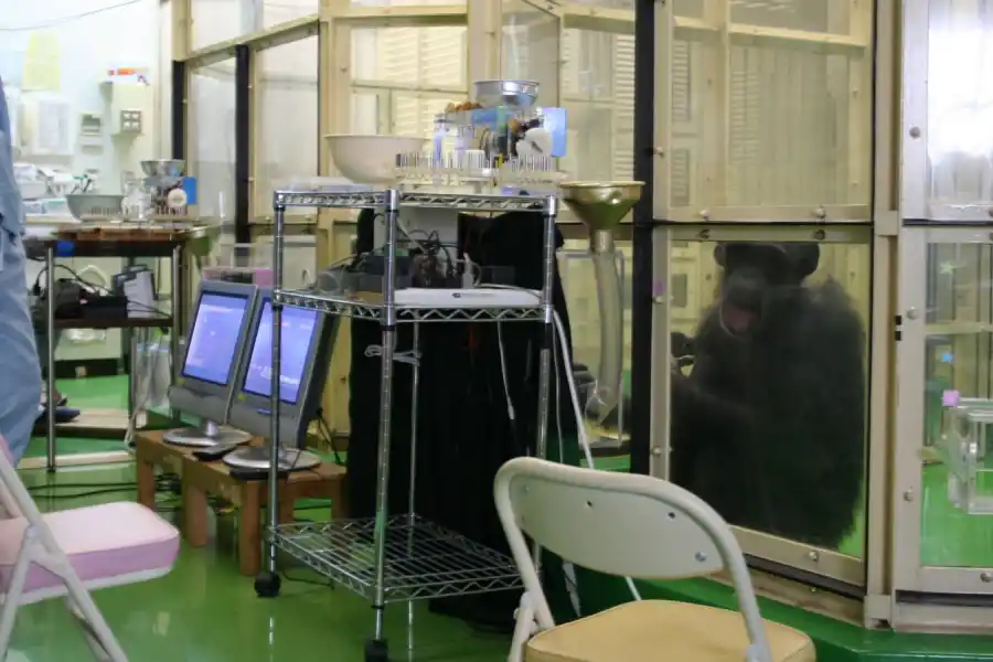 Los investigadores monitorearon a los chimpancés durante seis años. 