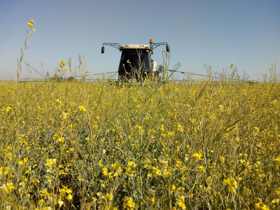 Los desafíos para la producción de carinata en  la Argentina