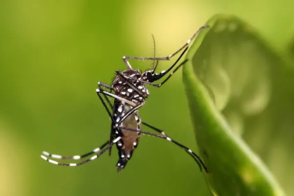 Dengue: una provincia concentra más del 80% de los casos confirmados en el país