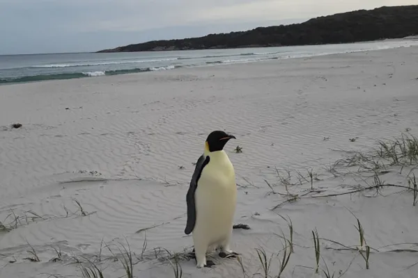 Un pingüino emperador fue encontrado en una playa turística de Australia, a unos 3.500 kilómetros de su hábitat natural