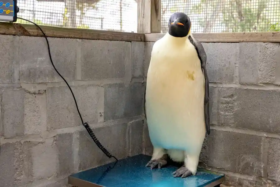 El pingüino se encontraba muy bajo en su peso en el momento del hallazgo. 