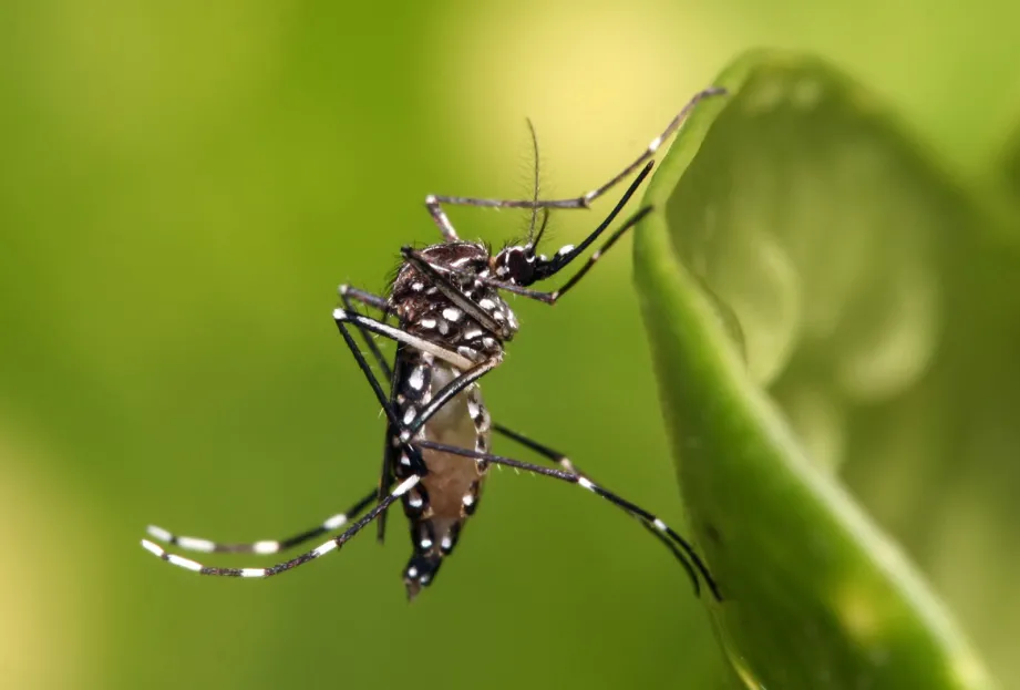 DENGUE. Qué puede esperarse en el futuro tras la aparición del primer caso autóctono.