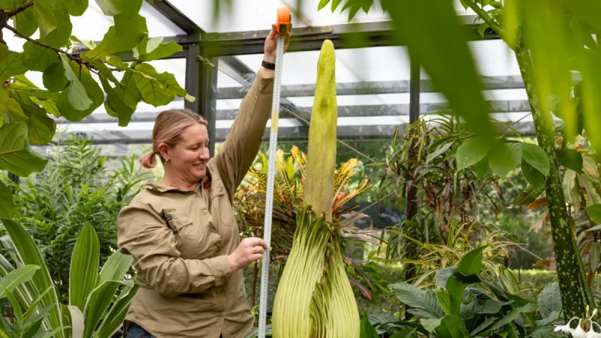 Lucy Griffiths, horticulturista del Jardín Botánico Geelong, mide la flor cadáver. 