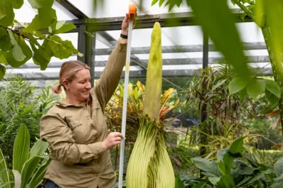 Miles de personas se reunieron para presenciar el surgimiento de la “flor cadáver” en un Jardín Botánico de Australia