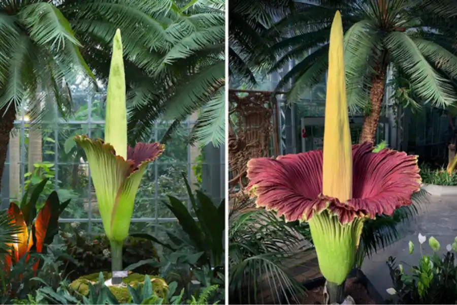 Miles de personas se maravillaron, y asquearon, con la 