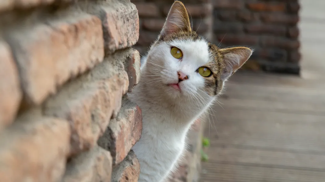 ¿Perdiste a tu gato? Conoce el popular método japonés para traerlo de vuelta