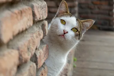 ¿Perdiste a tu gato? Conoce el popular método japonés para traerlo de vuelta