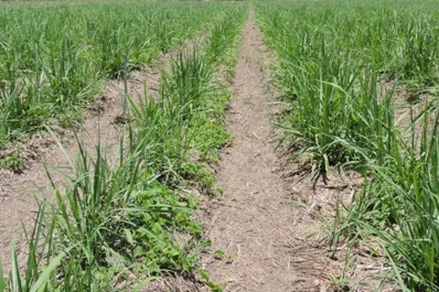 La alta frecuencia de lluvias en esta primavera adelantó la emergencia de malezas anuales