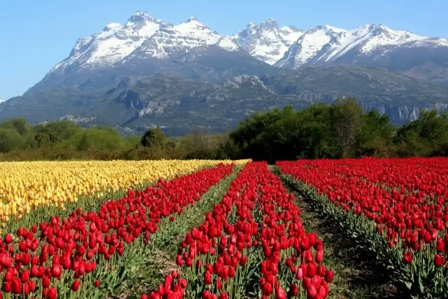 Octubre es la temporada alta por el florecimiento de los tulipanes en Tevelin.