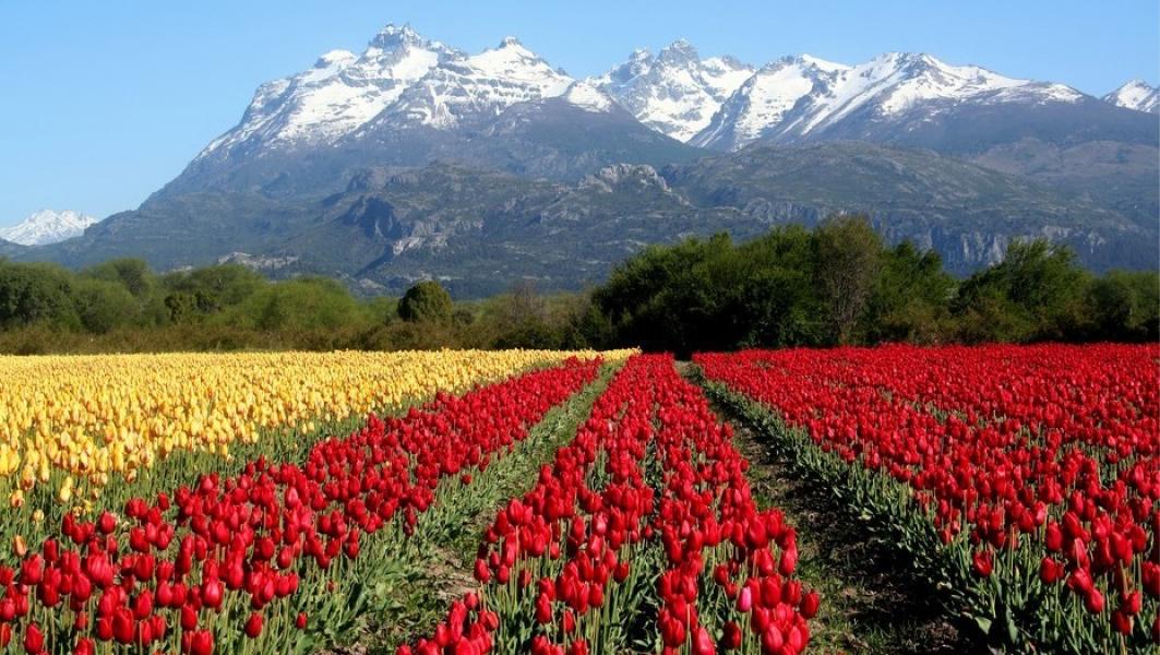 Octubre es la temporada alta por el florecimiento de los tulipanes en Tevelin.