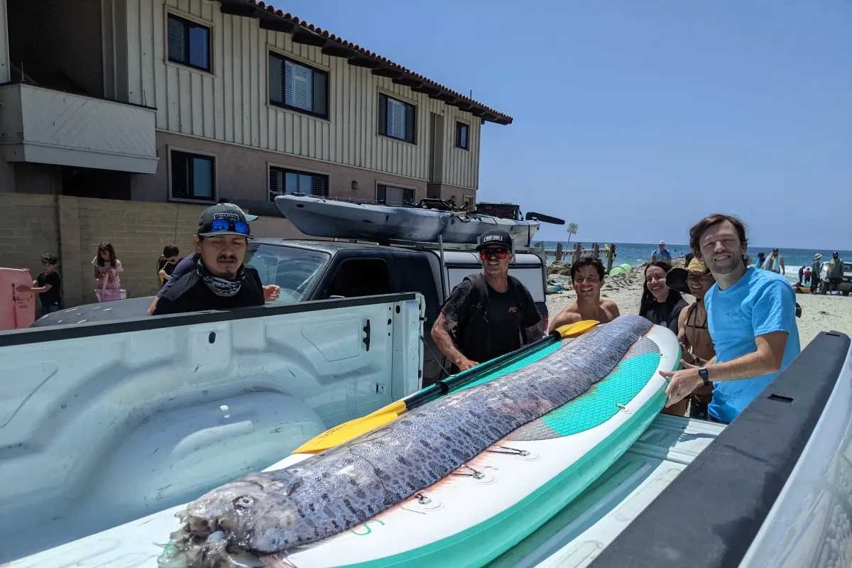 Un segundo pez remo, considerado presagio de catástrofe, fue hallado en california la semana pasada. 