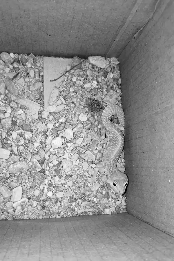 LAGARTO. El Gecko Leopardo Albino estaría visto como un símbolo de buena suerte en la cultura popular.