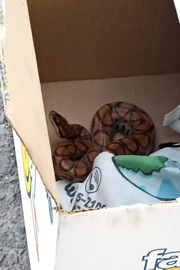 SERPIENTE. El precio de la boa Arcoíris rondaría entre los $1.500.000 y $2.000.000, según su tamaño.