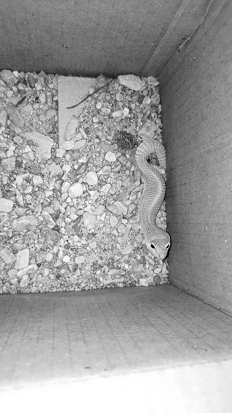 LAGARTO. El Gecko Leopardo Albino estaría visto como un símbolo de buena suerte en la cultura popular.