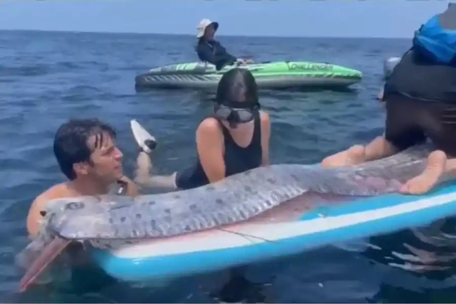 Unos meses atrás, un grupo de kayakistas hallaron una especie similar. 