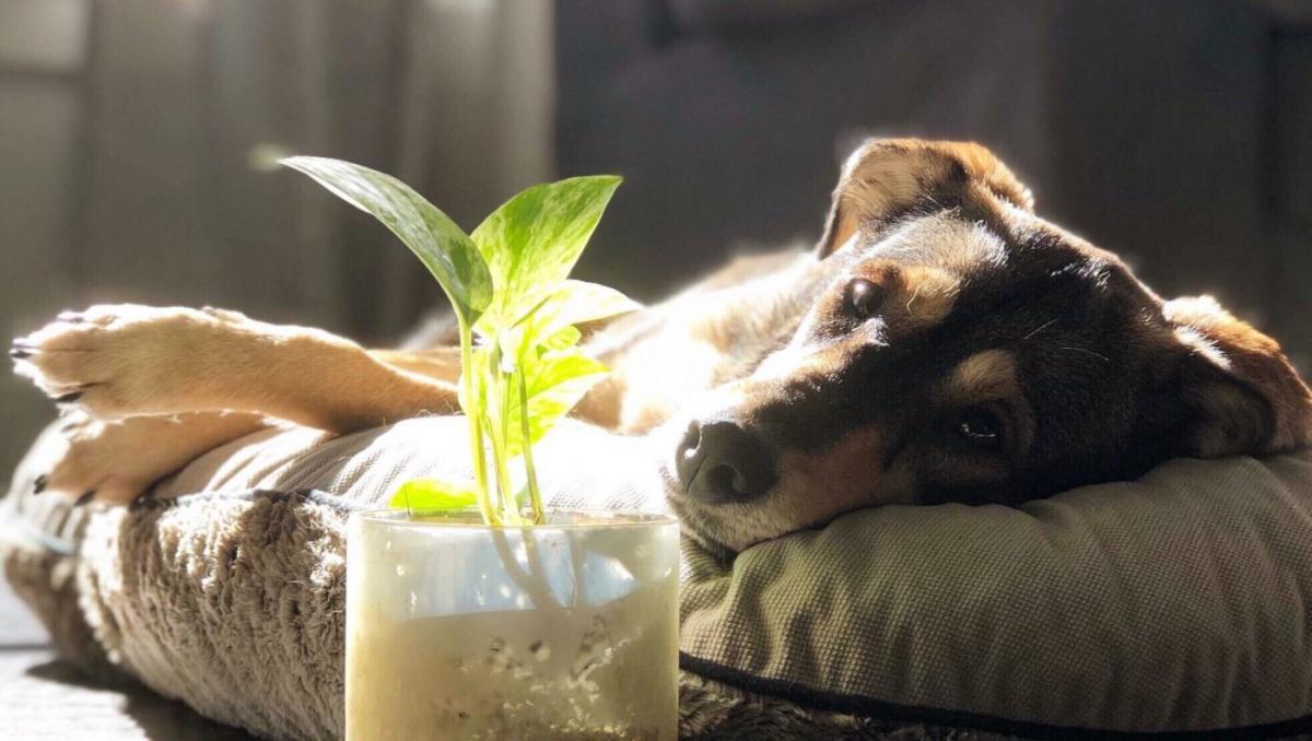 El aloe vera es una planta común y a la misma vez tóxica para nuestras mascotas. 