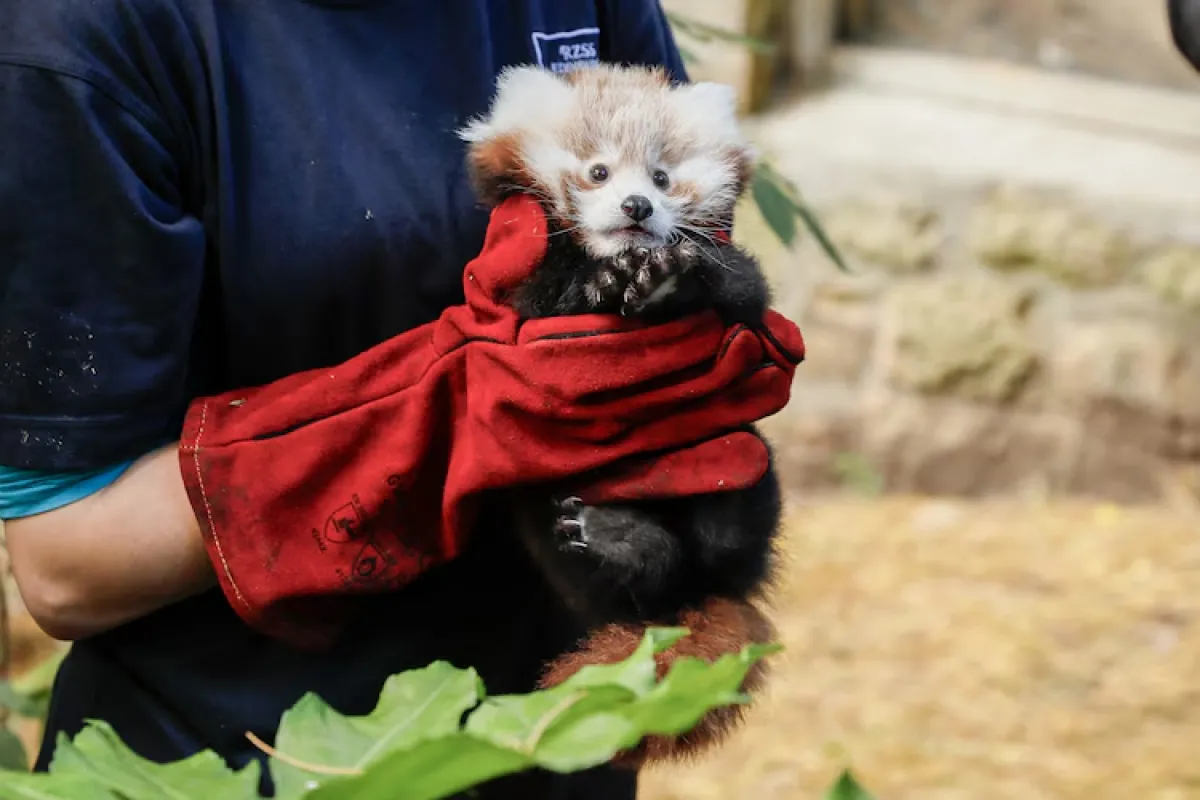 Una cría de bebé panda rojo murió tras los fuegos artificiales de un festejo escocés. 