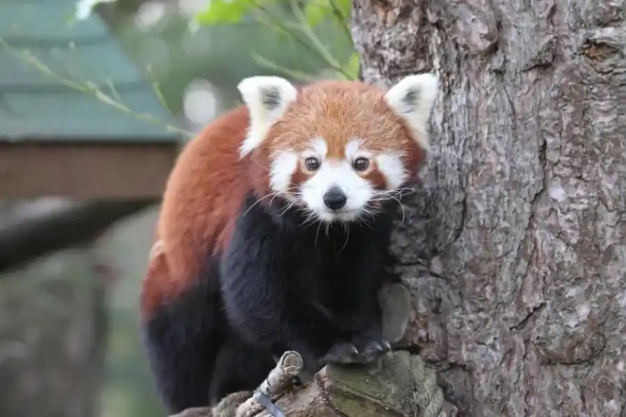 Cinco días antes de la muerte de la bebé panda, su mamá también falleció. 