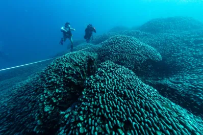 Así luce el coral más enorme del mundo: creció en secreto por 300 años y puede verse desde el espacio