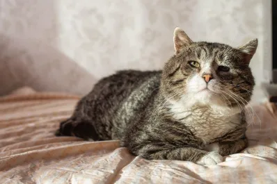 Prestá atención: estos son algunos signos de que tu gato está envejeciendo