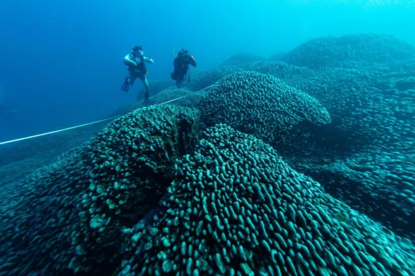 600x400_descubrieron-arrecife-coral-mas-grande-mundo-pacifico-sur-1060384-104130.webp
