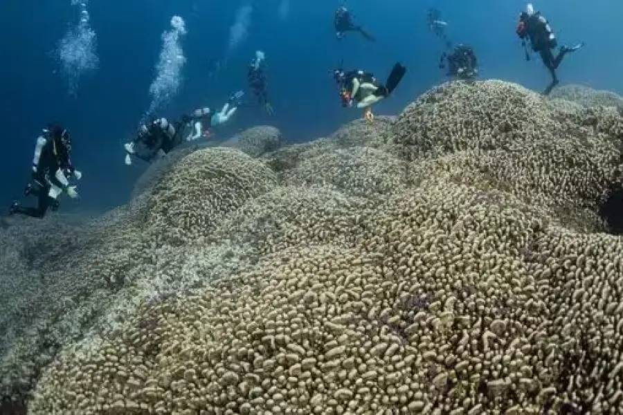 El coral puede verse desde el espacio y creció en secreto por 300 años. 
