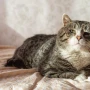 Prestá atención: estos son algunos signos de que tu gato está envejeciendo
