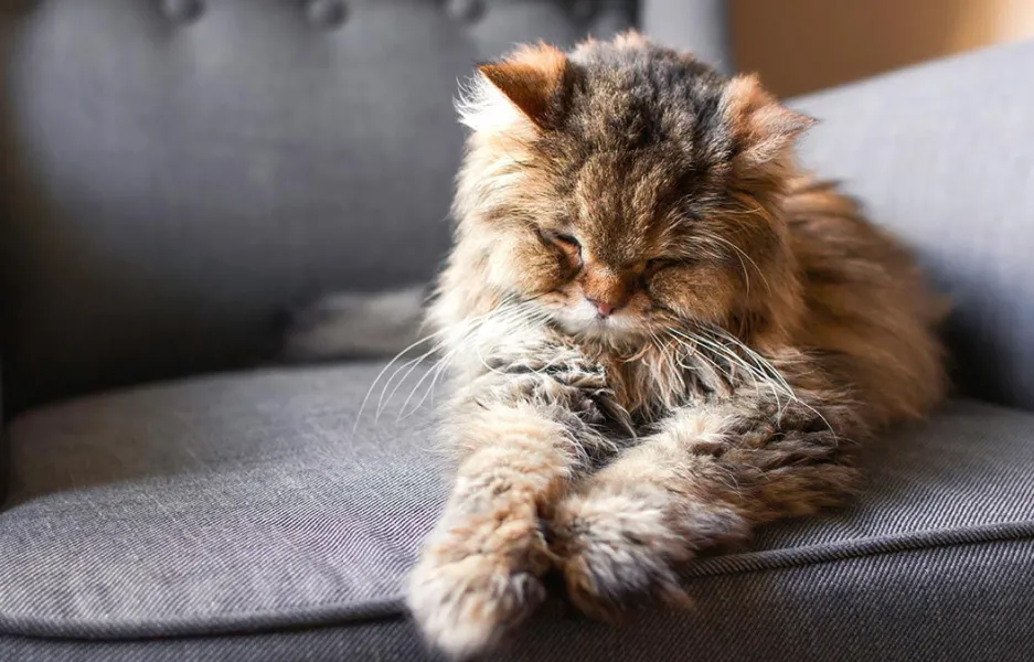 Los indicadores de que un gato no está bien de salud pueden llegar tanto por enfermedades como por vejez.