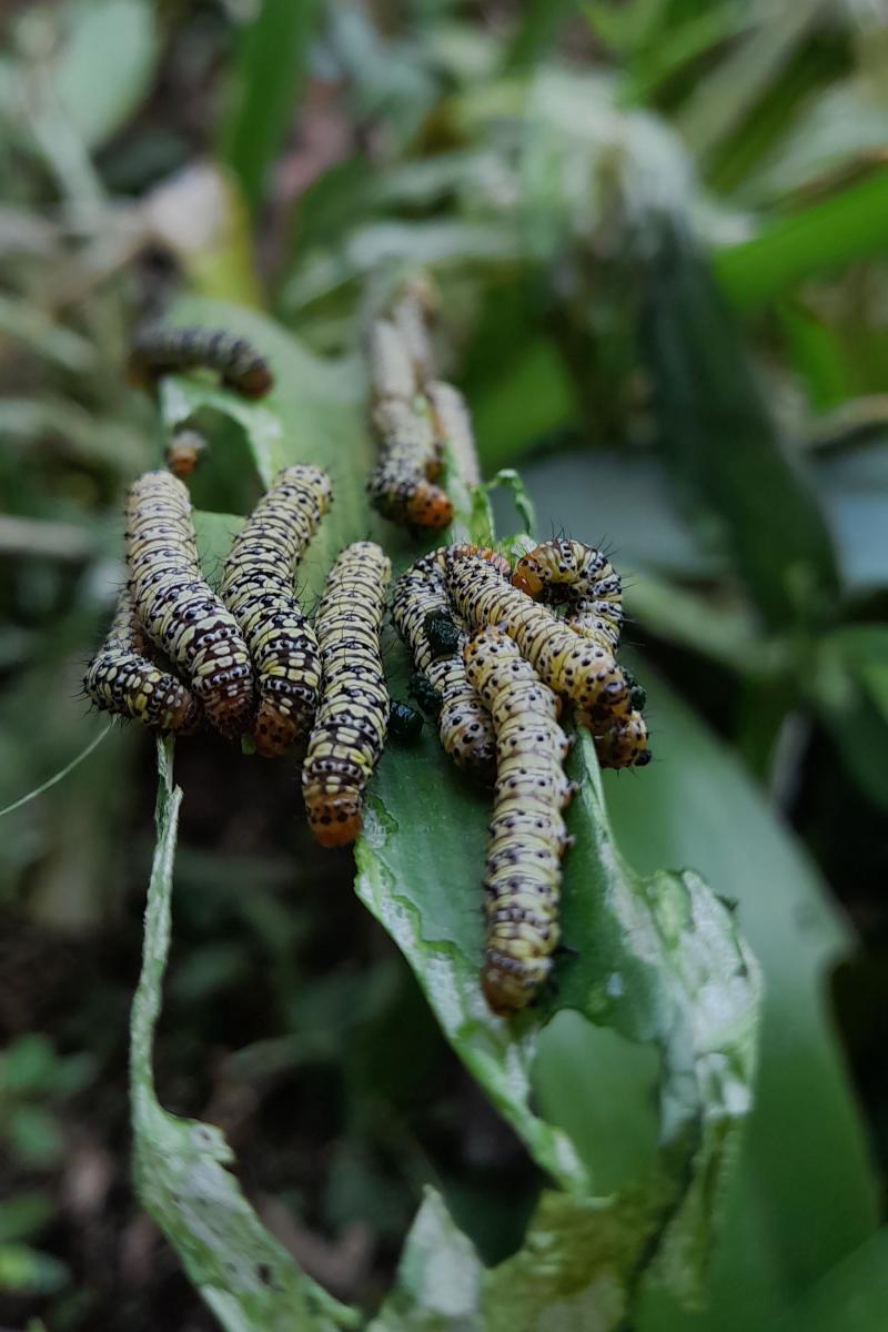 DEPREDADORA. Xanthopastis timais, de la familia noctuidae, es el nombre de la oruga que está atacando los jardines tucumanos. LA GACETA / FOTO DE DIEGO ARÁOZ