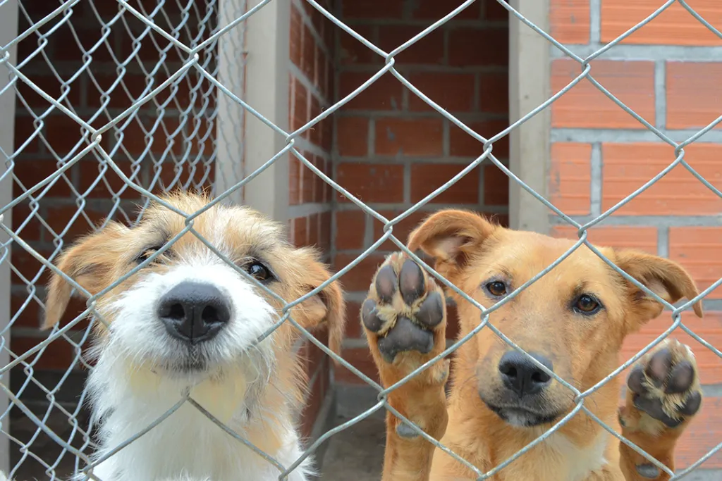 ¿Adoptar un perro? Estas son las razas que destacan por su carácter y compañía