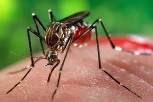 Esta semana no se registraron nuevos casos de dengue en Tucumán