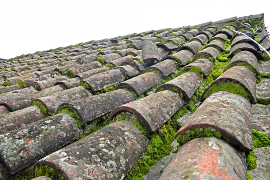 DESDE MÁS CERCA. El longevo techo de la Iglesia San Francisco. LA GACETA / FOTO DE FRANCO VERA