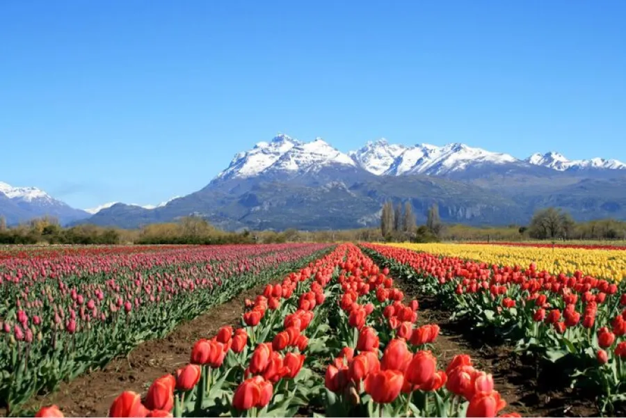 CAMPO DE TULIPANES. Trevelin fue reconocido como uno de los destinos sustentables. / BEST TOURISM VILLAGES. 