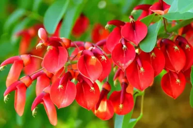 Día de la Flor Nacional: cómo se eligió al ceibo y cuáles son sus propiedades