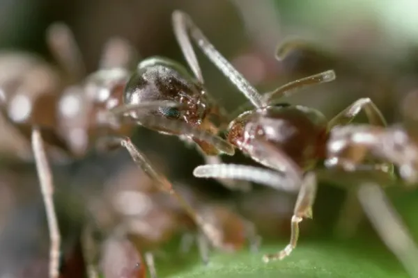 Esta especie de hormiga argentina es famosa por colonizar continentes