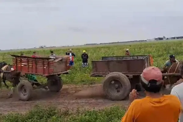 VIDEO ¿Qué es La Chiguada, la práctica investigada por maltrato animal en Tucumán?