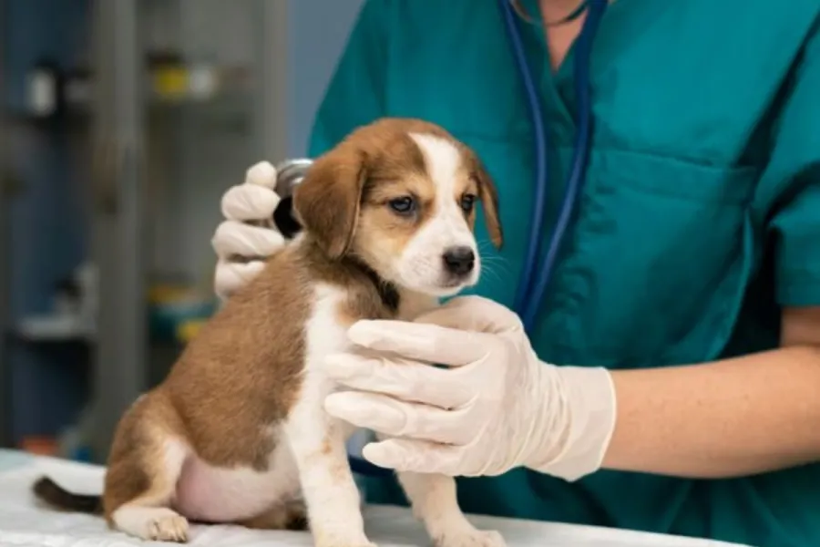 Dos perros murieron luego de que se le aplicaran las vacunas.